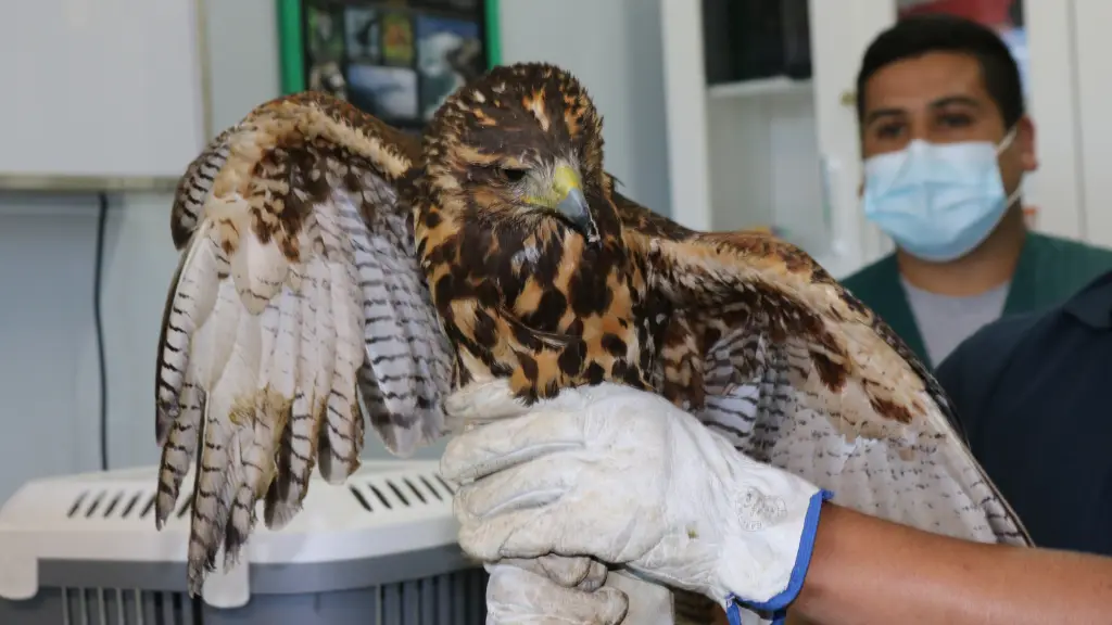 Veterinarios y voluntarios se movilizan para salvar a los animales heridos por incendios forestales, Cedida