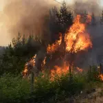 Incendios forestales, Fredy Muñoz / La Tribuna