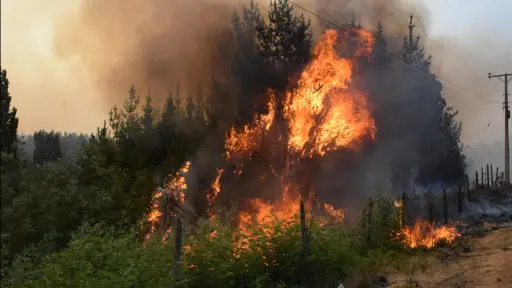 Un hombre fue detenido por Carabineros tras iniciarse un incendio forestal en la comuna de Quilleco