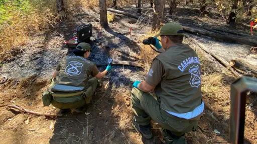 Labocar inició investigación por gigantesco incendio forestal de Mulchén