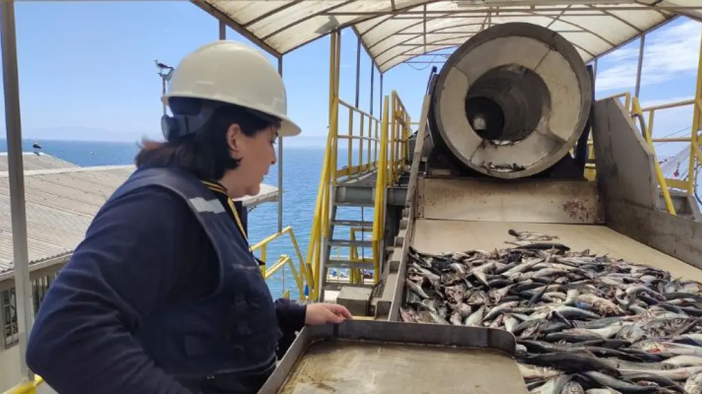El gremio regional de pescadores artesanales llamó a volcar la actividad hacia el consumo humano, preocupándose de los mercados locales así como de la industria procesadora.