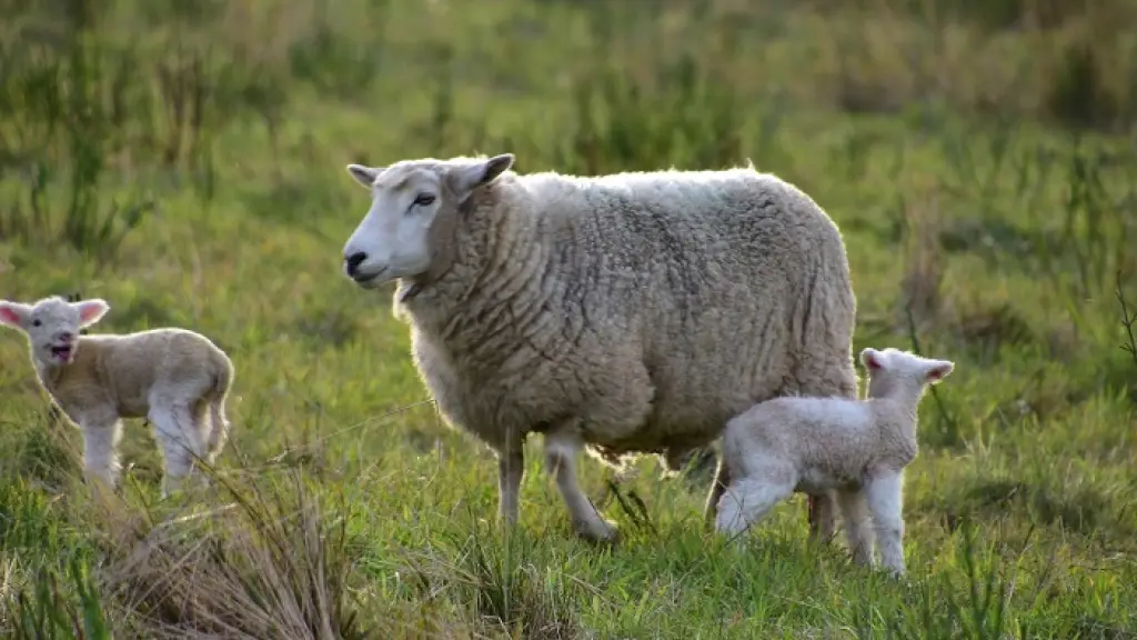 La federación de productores ovinos de Chile instó a que se modifique la Ley Cholito, con un enfoque en la realidad de las zonas rurales, así como a las urbanas.
