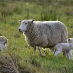La federación de productores ovinos de Chile instó a que se modifique la Ley Cholito, con un enfoque en la realidad de las zonas rurales, así como a las urbanas.