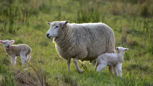 Productores ovinos piden cambios en la ley y apoyo para fortalecer la industria cárnica