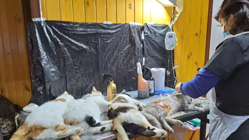 Festival de la Miel en Santa Bárbara destinará aportes voluntarios a esterilizar mascotas