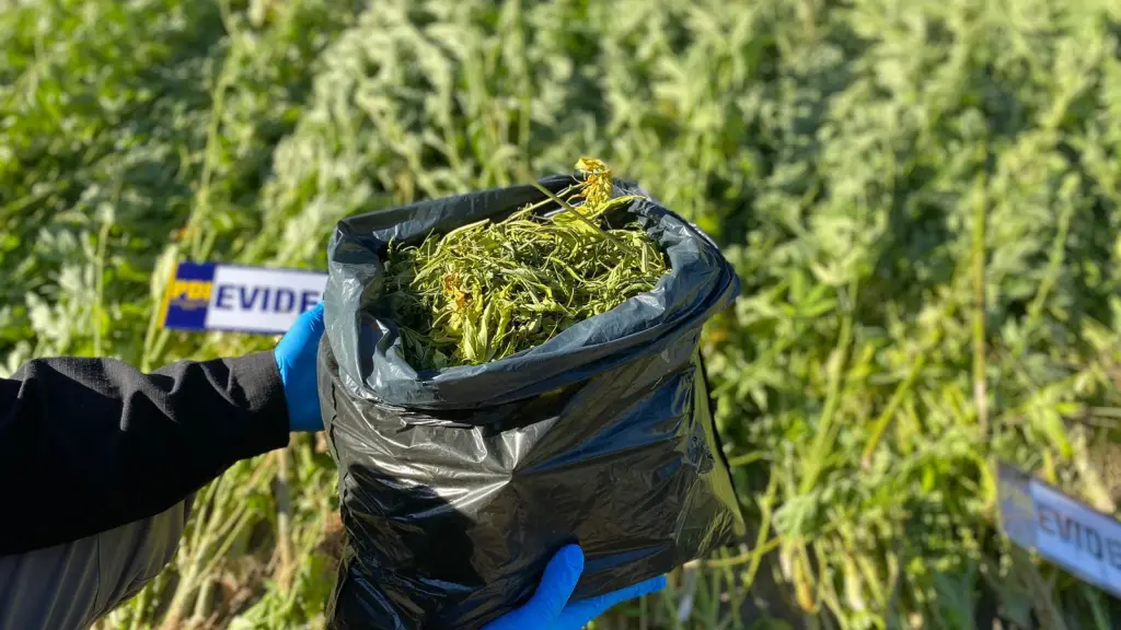 Hombre con antecedentes es detenido por cultivo de marihuana en Ercilla, Cedida