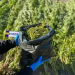 Hombre con antecedentes es detenido por cultivo de marihuana en Ercilla, Cedida