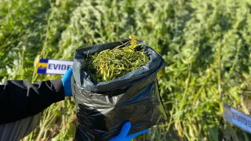 Hombre con antecedentes es detenido por cultivo de marihuana en Ercilla