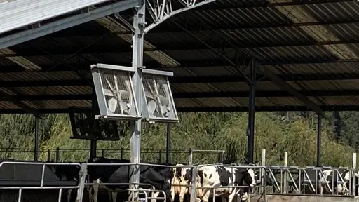 Desafíos de lecherías en verano: Calor causa pérdidas de hasta 6,9 litros de leche por vaca