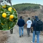 Por robar limones: Formalizan a dos vigilantes por homicidio en La Serena , La Tribuna