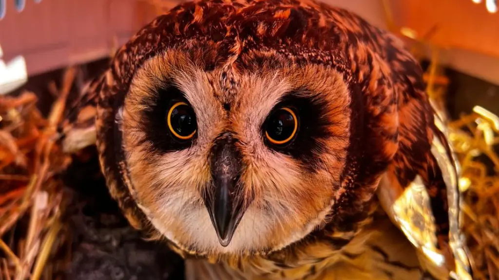 Diez gaviotas, cinco tiuques y una pudú retornan a su hábitat tras exitosas rehabilitaciones, Cedida