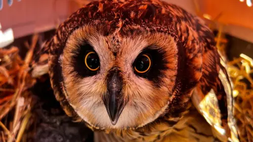 Diez gaviotas, cinco tiuques, un nuco y una pudú retornan a su hábitat tras exitosas rehabilitaciones