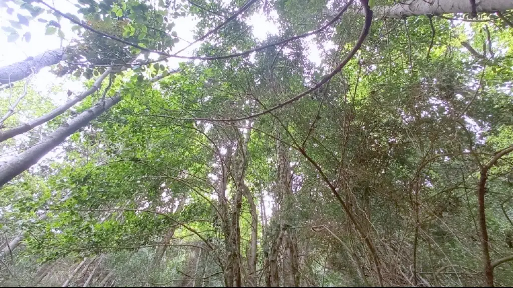 Bosques chilenos, Archivo / La Tribuna