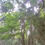 Bosques chilenos, Archivo / La Tribuna