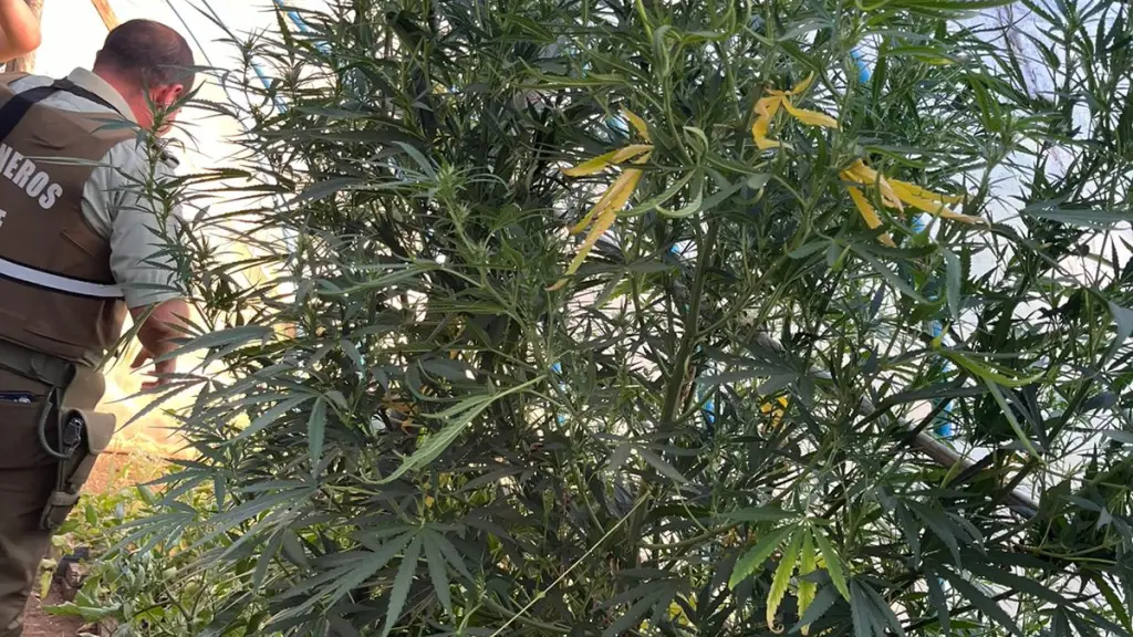 Contexto, Carabineros