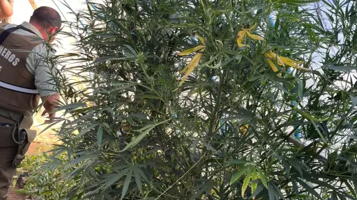 Detienen a hombre por invernadero con plantas de marihuana en Santa Bárbara