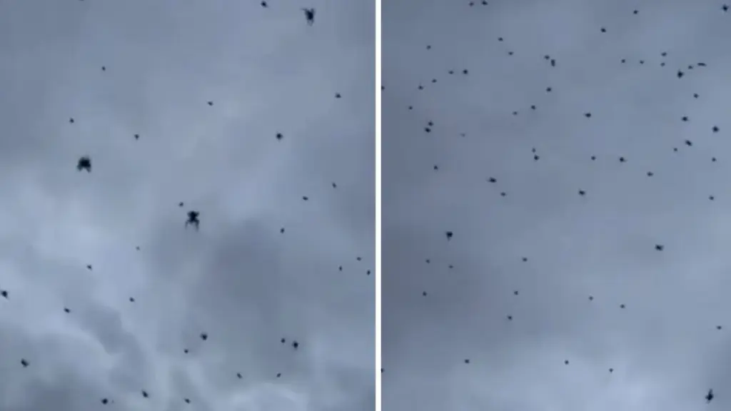 Lluvia de añaras en Minas Gerais, Diario La Tribuna