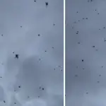Lluvia de añaras en Minas Gerais, Diario La Tribuna
