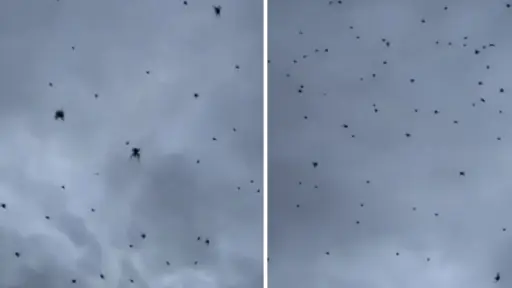 Una lluvia de arañas en Brasil: el fenómeno natural detrás del espectáculo