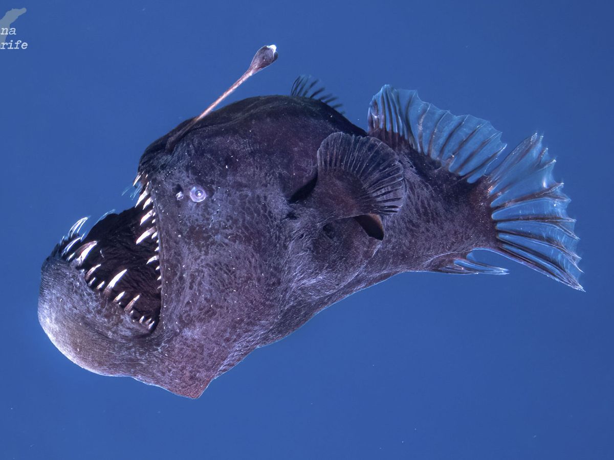 Pez Diablo Negro o Rape Abisal / Diario La Tribuna