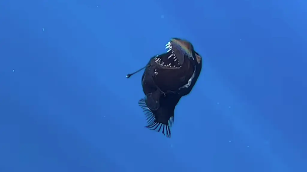 Captan primer avistamiento en la historia del Pez Diablo Negro, Diario La Tribuna