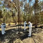 Investigan incendio en Purén