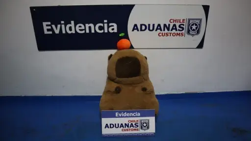 El capibara traficante: una mujer trasladaba ovoides de pasta base de cocaína ocultos en el peluche