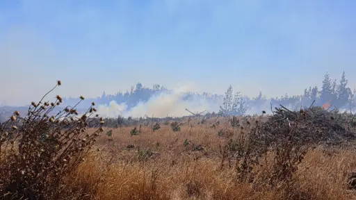Alerta roja en Cholchol y Galvarino por incendio forestal cercano a áreas pobladas