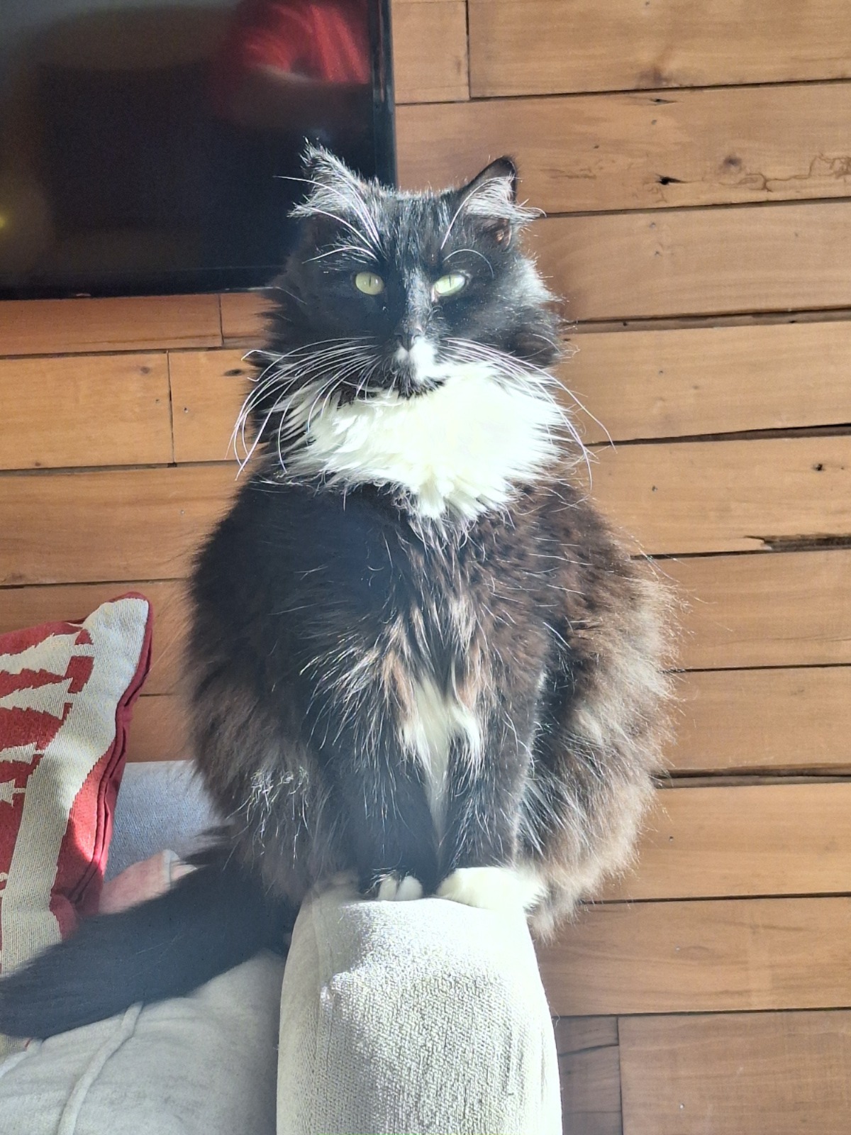 Simba / Juvenal Rivera