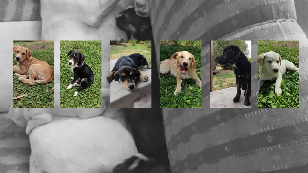 Rescate perritos , Gentileza