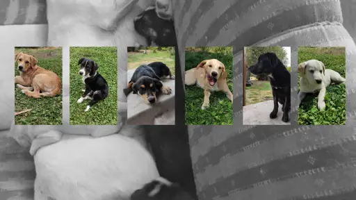 Rescatan a perrita abandonada en Cruce Sor Vicenta y ahora buscan hogar para sus cachorros