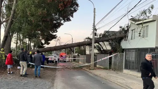 Fiscalización a empresa por tala de árbol que cayó sobre vivienda en Temuco