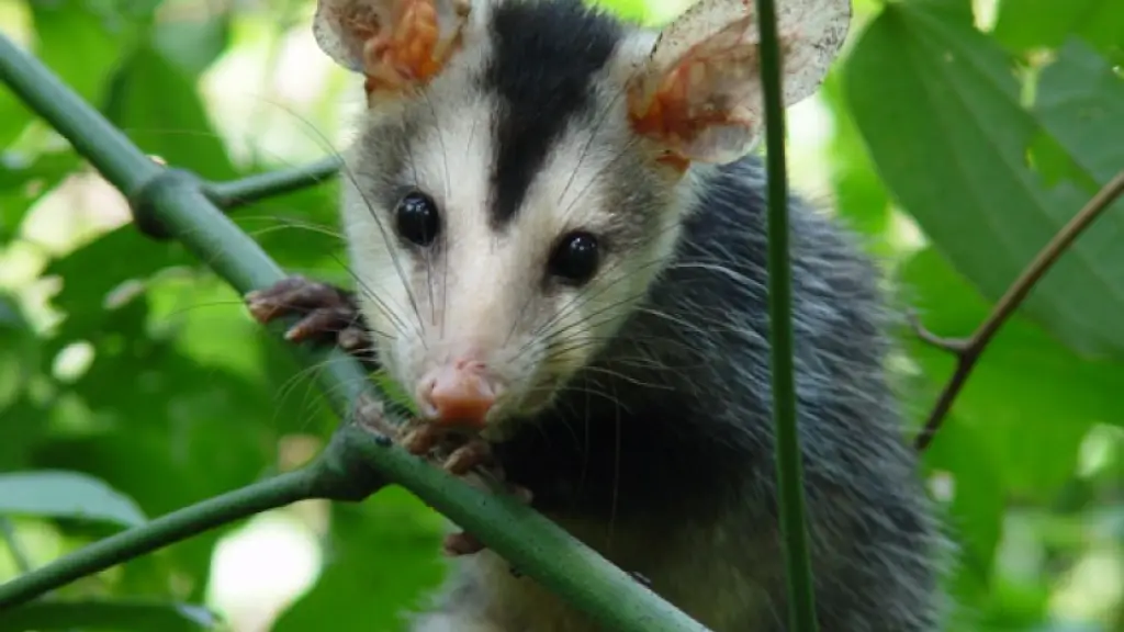  El animal será retornado a Bolivia tras ser evaluado. , Referencial