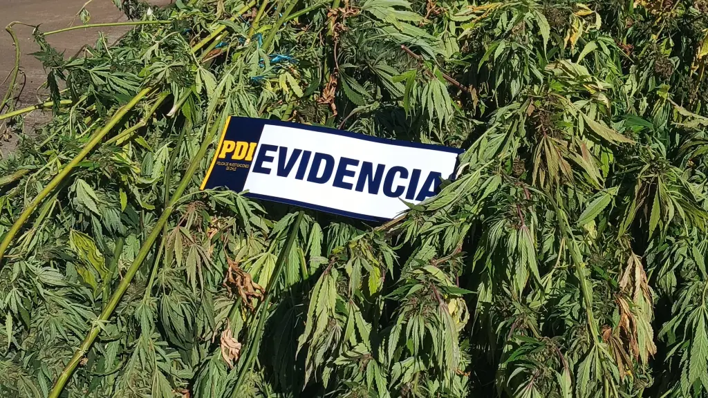 Operativo desarrollado en la comunidad de Chequenco Alto, comuna de Ercilla., PDI Araucanía