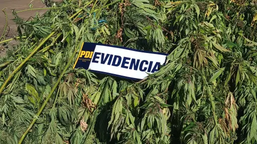 Operación Cumbre permite sacar de circulación 439 millones de pesos en droga en Ercilla