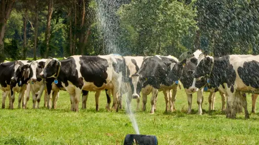Productores de leche apuntan a la innovación y sostentabilidad en 2025
