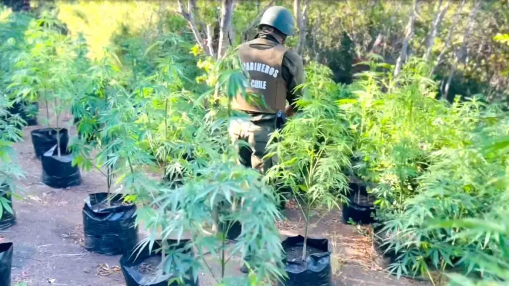 Carabineros incauta marihuana en fundo tomado en La Araucanía, La Tribuna