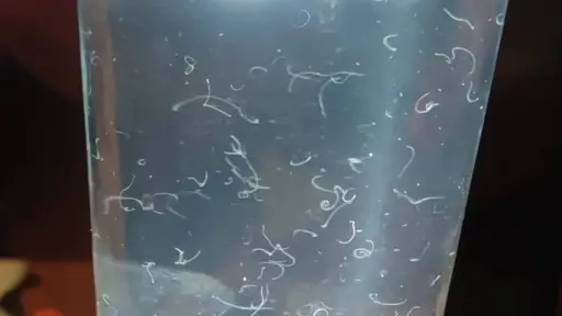 Vecinos de Mulchén alertan sobre agua potable contaminada: pelillos blancos generan temor en la comunidad