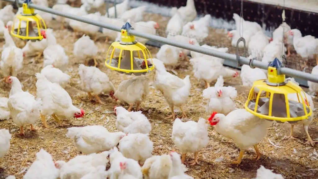 Se coordinan acciones para proteger la avicultura chilena ante el riesgo de Influenza Aviar.