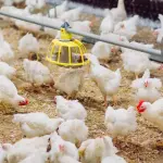 Se coordinan acciones para proteger la avicultura chilena ante el riesgo de Influenza Aviar.