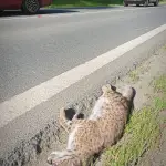 Puma muere atropellado en Quilaco, Cedida