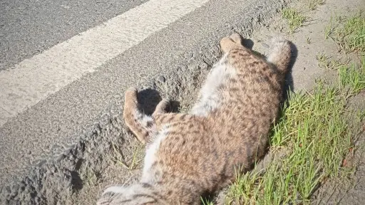 Puma muere atropellado en Quilaco