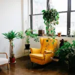 Las plantas de interior se desarrollan de manera óptima sin necesidad de estar expuestas al sol directo, lo que las hace perfectas para interiores de todo tipo.
