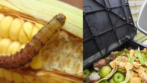 Frutas y verduras más duraderas: Cómo la biotecnología ayuda a reducir la pérdida de alimentos