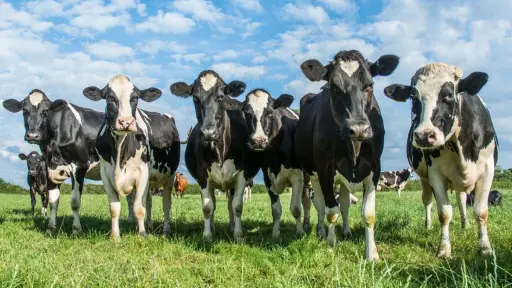 Productores lecheros de Chile acusan pérdidas económicas por cortes de energía