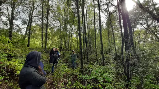 Beneficios de los bosques en Biobío para prevenir inundaciones y el cambio climático