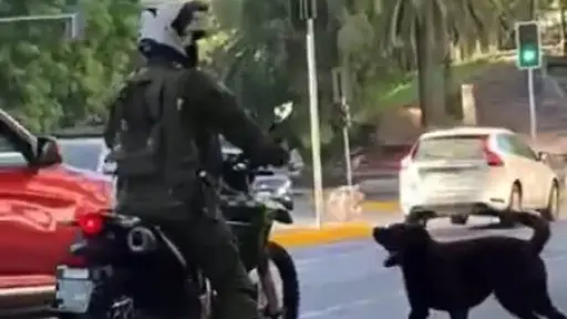 Carabinero es captado rociando gas a un perro en la vía pública: Institución anuncia indagatoria