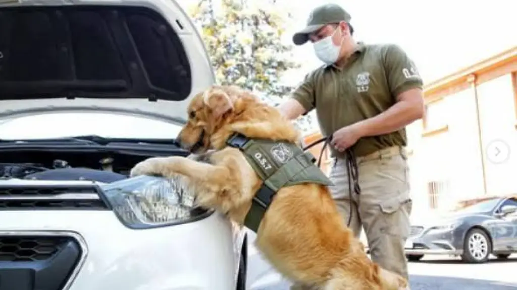 Perro policial detecta seis kilos de cocaína bañados en mostaza en La Araucanía, Cedida