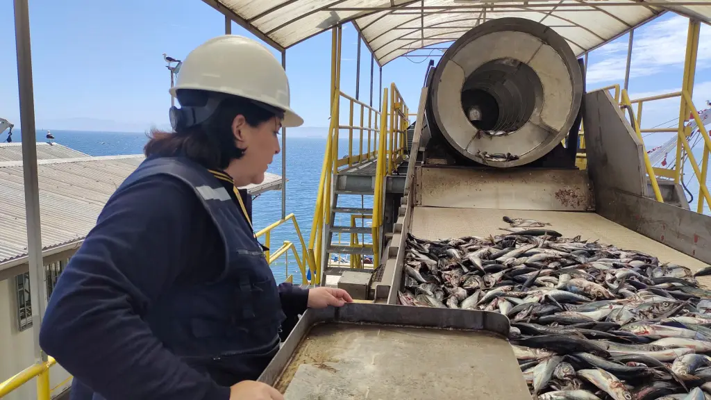 Desde FEREPA Biobío proyectan que con un aumento en la cuota pueden potenciar el abastecimiento que esperan para mejorar la economía de las familias que dependen de la pesca artesanal.
