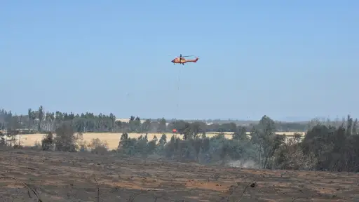 Superficie afectada por incendios forestales en la provincia de Biobío aumentó en un 30%